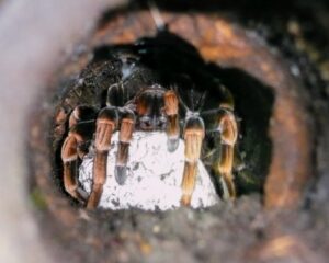 タランチュラ画像
